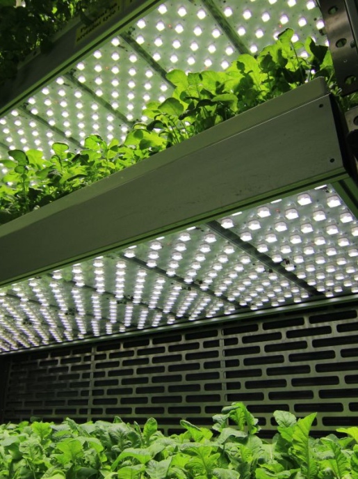 Светодиодные фитопанели PSI